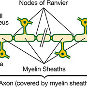 Acorda Scientific Figure for rHIgM22 Informational Slide Kit