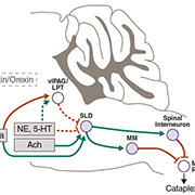 Scientific Figure for Medial Journal